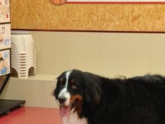 -和它·交个朋友·狗咖猫咖(爱琴海店)