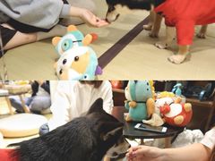 -逗柴咖啡屋·狗咖猫咖宠物桌游