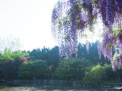 -嘉定紫藤园