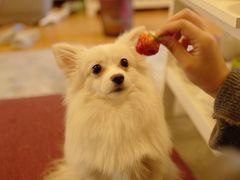 -宝瑞门钉肉饼店