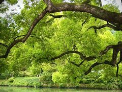 -西溪国家湿地公园