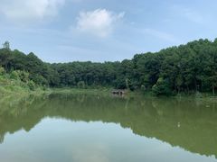 -铁山坪森林公园