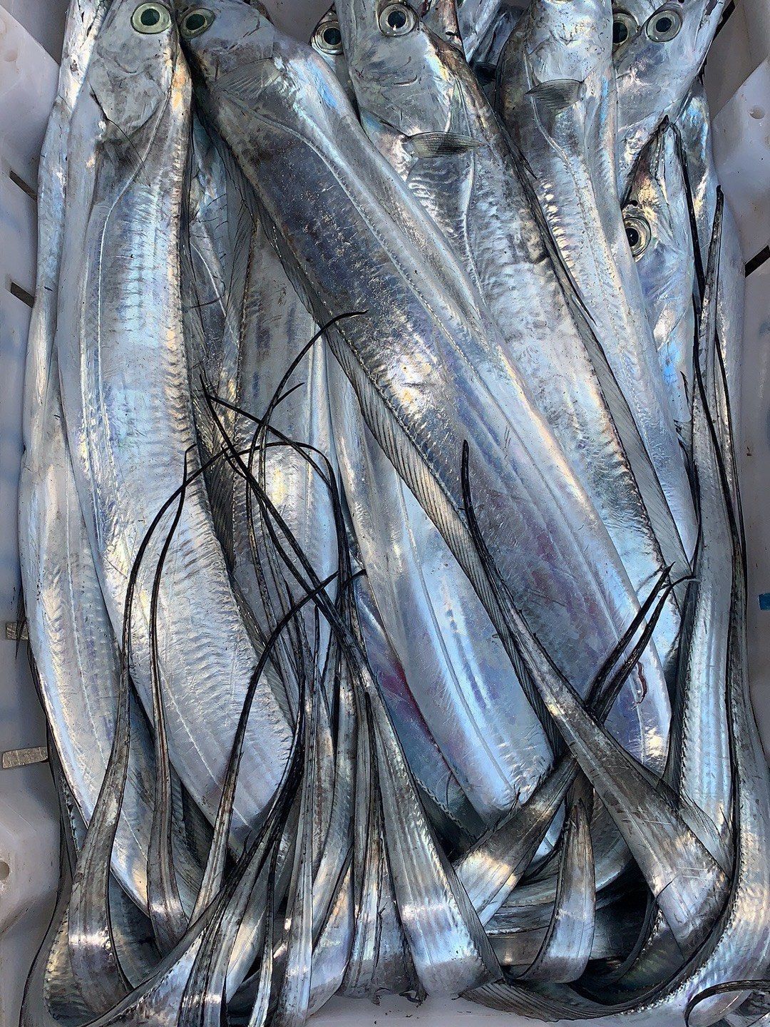 钓带:其实,玉环延绳钓捕捞作业在明朝嘉靖