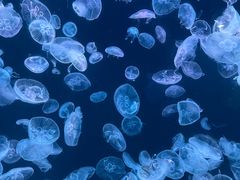 -大连老虎滩海洋公园