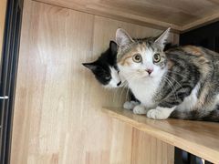 -乖乖宠物医院·猫科·急重症中心(车站北路分院)