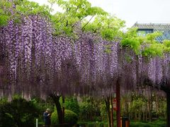-嘉定紫藤园