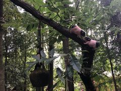 景观位-猪圈咖啡