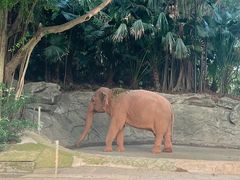 -深圳野生动物园