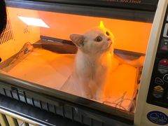 -芭比堂动物医院·犬猫全科·异宠专科(雁塔分院)