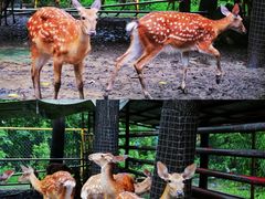 -合肥滨湖国家森林公园
