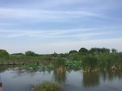 iphone_upload_pic-梁鸿国家湿地公园