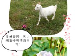 -前小桔亲子创意农场·草莓采摘·露营烧烤