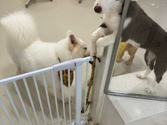-共舞时光猫咖·狗咖(新街口店)