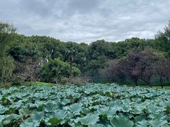 -上海共青森林公园