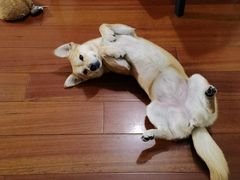 -瑞派申生动物医院·24H夜诊·国际动物医疗中心·骨外科(吴中路店)
