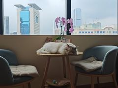 -猫音日语留学培训