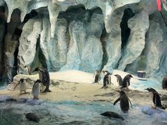 -帝企鹅自助餐厅•儿童岛•真企鹅(长隆企鹅酒店)