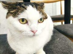 -喵园·猫主题咖啡厅·撸猫·猫咖(国贸店)