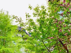 -沈阳故宫·莊啡