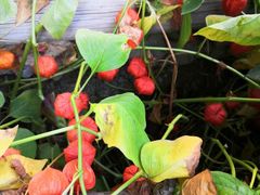 -马白开来特色羊排揪片子  (总店)