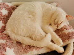 -猫腻·猫咖·撸猫馆(星光大道店)