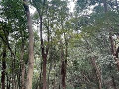 -上海佘山国家森林公园天马山园