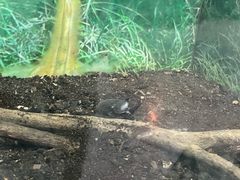 -上海大自然野生昆虫馆