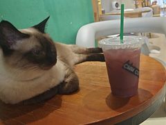 -藏猫猫咖啡主题馆(中央大道店)