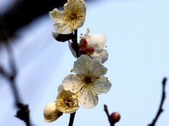-无锡梅园公园