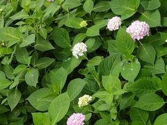 -合肥滨湖国家森林公园