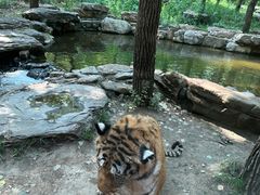 -北京野生动物园