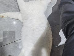 -猫小院猫主题餐厅(南锣旗舰店)