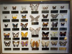 -上海昆虫博物馆