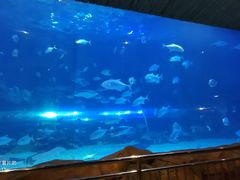 -华夏文旅海洋公园