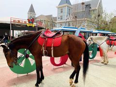 -烟台海昌鲸鲨海洋公园