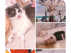-飞行喵MR PILOT|猫舍·猫咖(静安大融城店)