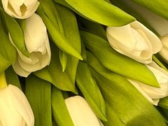 -循礼门鲜花花市(武汉循礼门店)