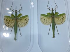 -上海昆虫博物馆