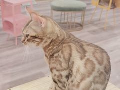 -BABIT巴比特宠物(MOMOPARK店)