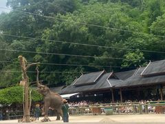 -野象谷景区