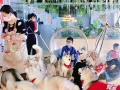 -Husky Go! 哈士奇体验馆·宠物咖啡厅狗咖