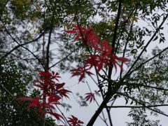 -东平国家森林公园