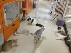 -三花喵·撸猫购宠·宠物生活馆(虹桥南丰城店)
