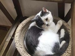 -Cappucimeow猫咪咖啡馆(韦伯时代店)