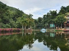 -西双版纳原始森林公园