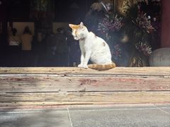 -龙华素斋(龙华路店)