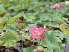 -木塔寺遗址生态公园