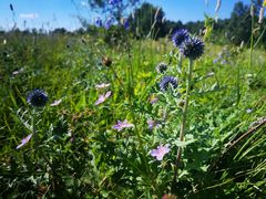 -白草畔自然风景区