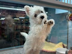 -FAELING PETS美天灵宠物(合生汇店)