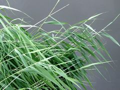 -白渔泡湿地公园